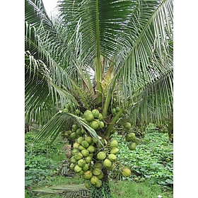 Cây giống Dừa xiêm Xanh lùn F1 trưởng thành cao hơn 1m giúp tiết kiệm thời gian trồng [ DỪA XIÊM XANH, ] [ MỚI ] [ GHN ]