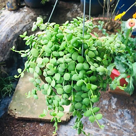 Mua Lan Cúc Áo Mua 4 tặng 1 cây bất kì
