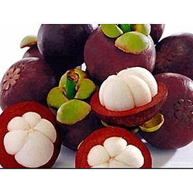 Cây măng cụt giống