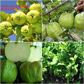 Mua Cây ổi nữ hoàng giống