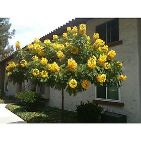 Combo 02 Cây MUỒNG LÁ LẠC , HOA VÀNG Cao 30cm 981SP 681sp