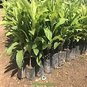 Mua COMBO 2 CÂY SALA CAO 60CM - MUA 1 TẶNG 1` DUY NHẤT HÔM NAY