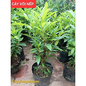 Mua CÂY VỐI NẾP UỐNG NƯỚC