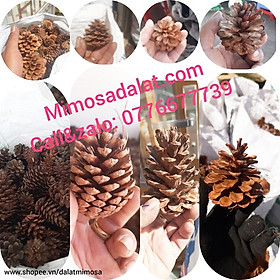 Mua Set 50 quả thông nhỏ