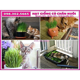 50g Hạt giống cỏ yến mạch cho thú cưng