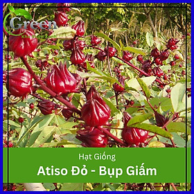 Mua Hạt Giống Cây Atiso Đỏ Bụp Giấm (50H)