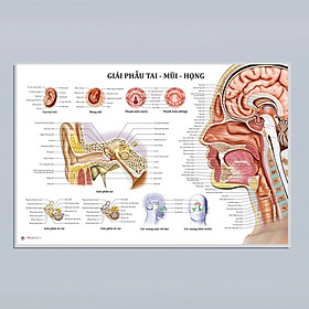 (Tranh Khung) Tranh Giải Phẫu Tai Mũi Họng