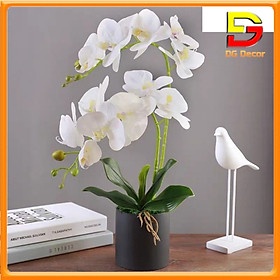 Mua Chậu Hoa Lan Hồ Điệp Cao 40cm Để Bàn Trang Trí Phòng Khách Nhà Hàng Khách Sạn Sang Trọng DC-18