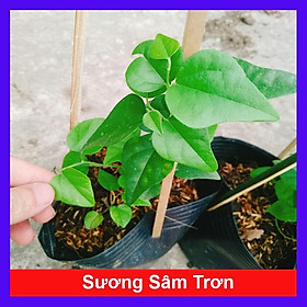 Mua Cây sương sâm trơn (ươm cành rễ ổn định) + tặng phân bón