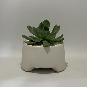 Chậu Sứ - 9x9x6 Cm - Mầu Trắng - Dáng Kiềng - Chậu Trồng Cây Mini Để Bàn, Sen Đá, Xương Rồng, Cây Cẩm Nhung (Fittonia, May Mắn) & Tiểu Cảnh Terrarium