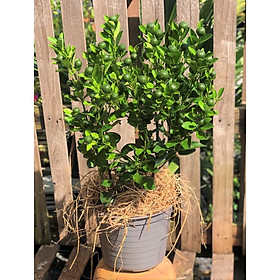 Mua Cây tắc cao 70 cm đang có nhiều trái