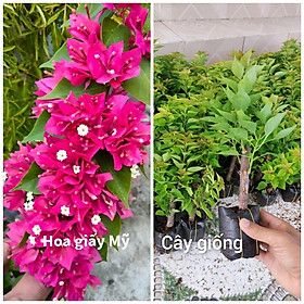 Mua Cây giống hoa giấy ngũ sắc Thái Lan nhiều màu  cây giống khỏe ít sâu bệnh  cho hoa sau 3 - 5 tháng trồng