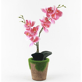 Mua Chậu cây hoa giả gốm bám rêu xanh hoa lan hồ điệp 10x10x35cm