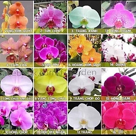 Mua HOA LAN HỒ ĐIỆP CÂY ĐEP