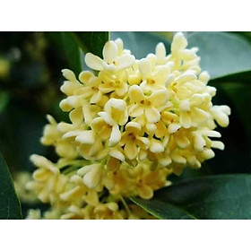 Mua Cây mộc hương cao 25-30 cm bầu to cây nhu hình 2
