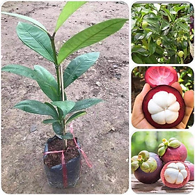 Cây măng cụt Thái Lan siêu sớm, siêu ngon- cây giống