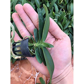 Mua Ngọc điểm trắng tuyền cây giống