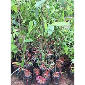 Mua Tre khổng lồ thái lan  cây tre khổng lồ nhập khẩu Thái lan  giống tre khổng lồ cho măng to nặng 20kg trở lên