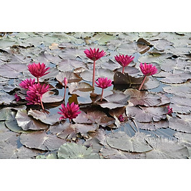 2 CỦ HOA SÚNG THÁI MINI , CỦ TO, NHIỀU MÀU HOA