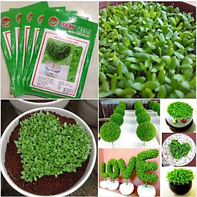 Hạt giống Cỏ may mắn - gói 1gr ( 200 hạt )-fdf