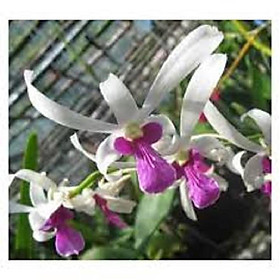 COMBO 3 cây giống DENDRO NẮNG BÀ LIỄU THƠM siêu hoa, hoa siêu thơm - CB3CGDRNBLXT