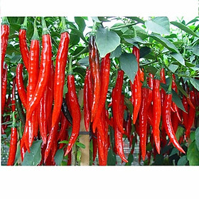 Hạt Giống Ớt Hàn Quốc F1 585AQ (0.2gr)