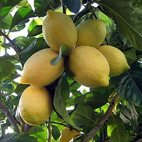 Cây Giống Chanh Vàng Eureka