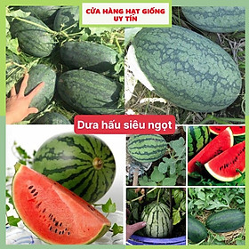 Mua Hạt giống dưa hấu siêu ngọt (gói 30 hạt) dễ trồng tỷ lệ nảy mầm cao siêu năng xuất cửa hàng hạt giống uy tín