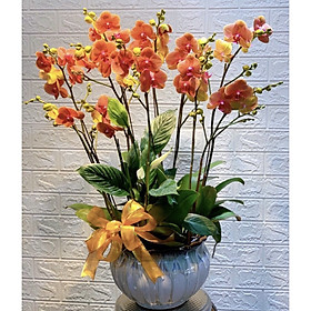 Chậu hoa Lan Hồ Điệp Đà Lạt - Mẫu 26 - Đường kính chậu 20 x cao 50 cm - Mầu Đỏ - Chậu hoa, cây cảnh tặng khai trương, tân gia