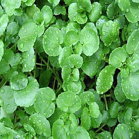 Mua 0.5gram Hạt giống Xà lách xoong  Xà Lách xoong miền núi - Hạt giống rau củ quả