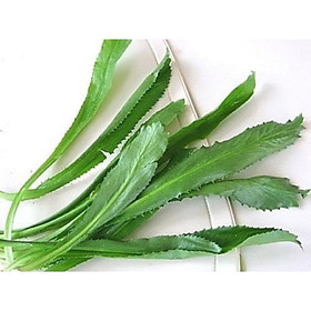 Mua HẠT GIỐNG RAU MÙI TÀU