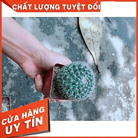 Xương Rồng Bánh Sinh Nhật Size Nhỏ Nhiều Người Mua