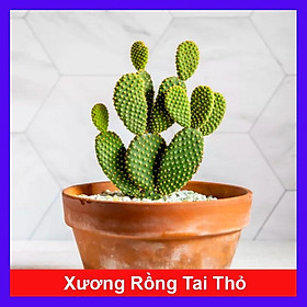 Xương Rồng Tai Thỏ - cây cảnh mini