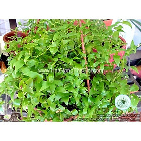 5000.HẠT Hạt Giống Cây Tùng Dây Nguyệt Quế ( | C28*X59 )