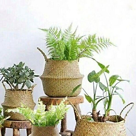 Mua Giỏ Cói đan tay tự nhiên size 20cm  25cm