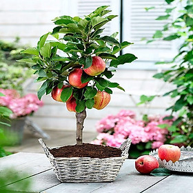 Mua cây giống Táo đỏ lùn