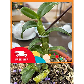 Phi điệp đột biến 5CT MẮT NÂU CHẤT LƯỢNG UY TÍN
