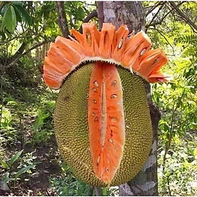 Mua Mít ruột đỏ Indonesia siêu sớm