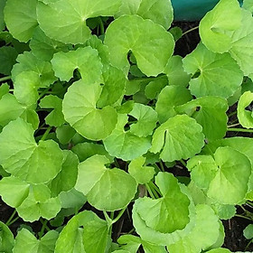 Mua HẠT GIỐNG RAU MÁ LÁ NHỎ F1 ( BỘ 3 GÓI)