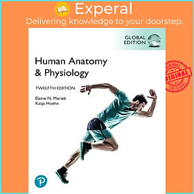 Hình ảnh Sách - Human Anatomy & Physiology, Global Edition by Elaine Marieb,Katja Hoehn (UK edition, paperback)