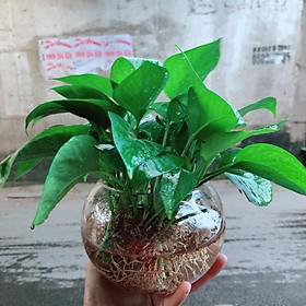 Mua Chậu Trầu Bà Thủy Sinh