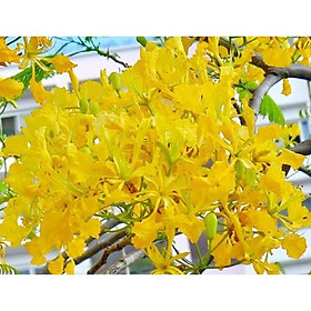 COMBO 5 BẦU CÂY GIỐNG CÂY HOA PHƯỢNG VÀNG SIÊU ĐẸP