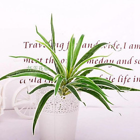 Cụm tóc tiên giả - Dài 20cm - Cây giả, hoa lụa trang trí nhà cửa