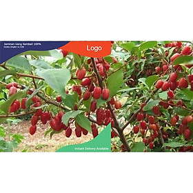 CÂY GIỐNG NHÓT NGỌT SIÊU QUẢ SIÊU NĂNG SUẤT- CAM KÊT GIỐNG CHUẨN F1