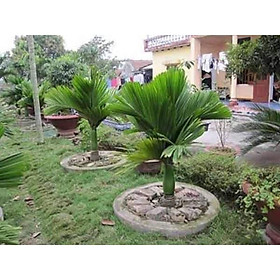 Mua Cây giống cau lùn chuẩn F1 xịn