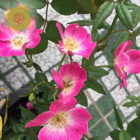 Mua Cây hoa hồng ngoại SANJITH ROSE hồng (bụi) cánh đơn - Hoa hồng Thăng Long Flower
