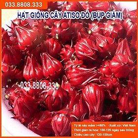 Mua HẠT GIỐNG QUẢ ATISO ĐỎ DỄ TRỒNG TẠI NHÀ