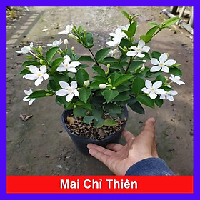 Mua Mai Chỉ Thiên - cây cảnh trong nhà + Tặng phân bón cho cây mau lớn