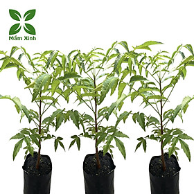Mua Cây sầu đâu (combo 3 cây) cao khoảng 40cm