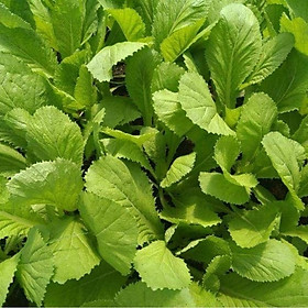 Mua Hạt giống Cải bẹ vàng cao sản VTP144